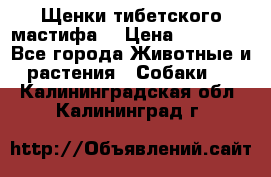 Щенки тибетского мастифа. › Цена ­ 30 000 - Все города Животные и растения » Собаки   . Калининградская обл.,Калининград г.